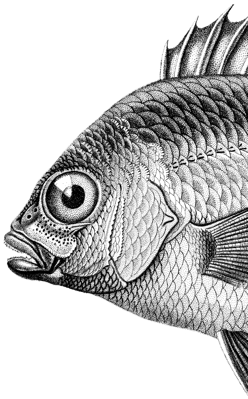 fish-illustration illustration, design agency, leamington spa, graphic design warwickshire, creative agency warwick, littlefish, design agency leamington spa, midlands creative agency